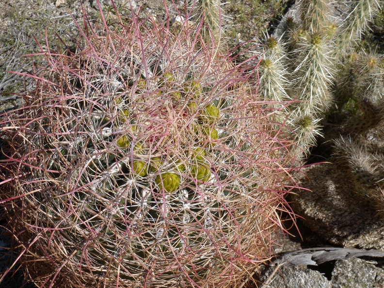 Budding Barrel Cactus