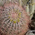 Budding Barrel Cactus