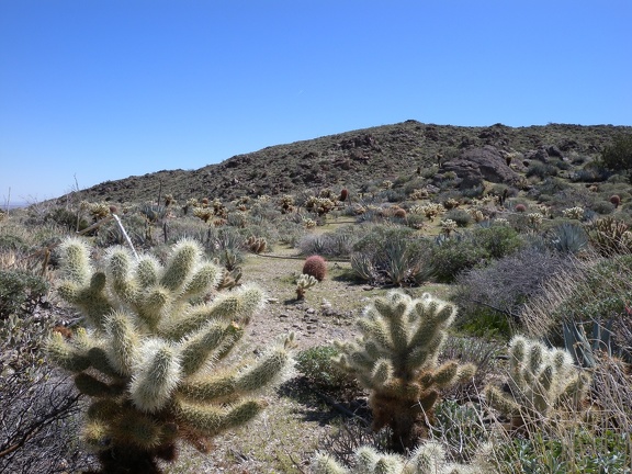 Cholla!