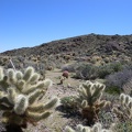 Cholla!