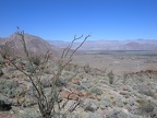 Flower Ocotillo