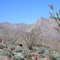 Ocotillo Garden