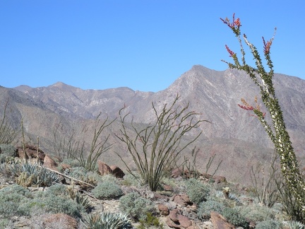 Ocotillo Garden