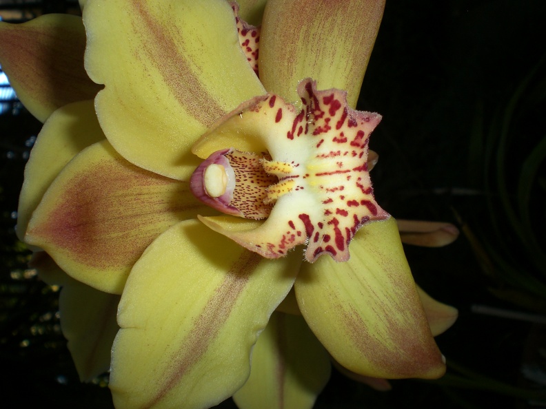 Flashy orchid