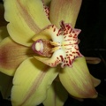 Flashy orchid