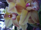 Flashless Orchid