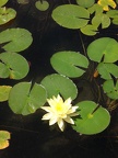 Water Lilly