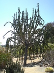 Cactus Tangle