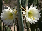 Cactus Flowers