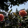 Tower over roses