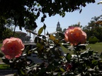 Tower over roses