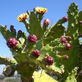 Flowering Cactus