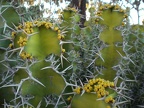 Yellow Flowers