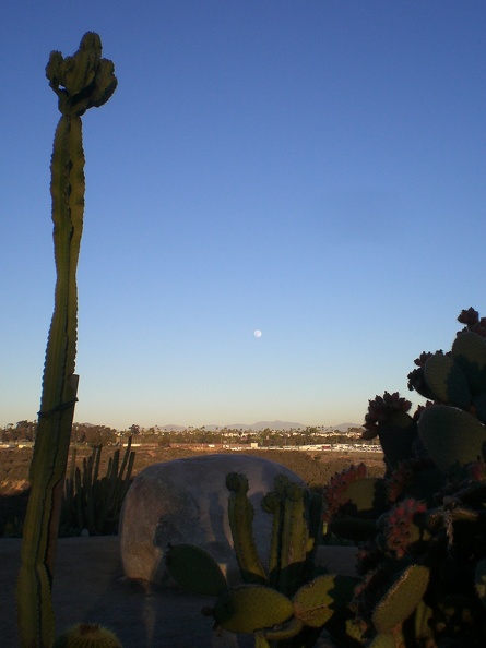 Cactus Moon