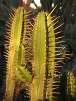 Spiky Dusk