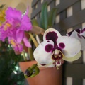 Growling Orchid