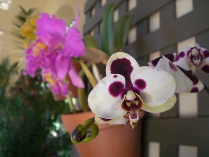 Growling Orchid