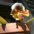 Mr. Orchid
