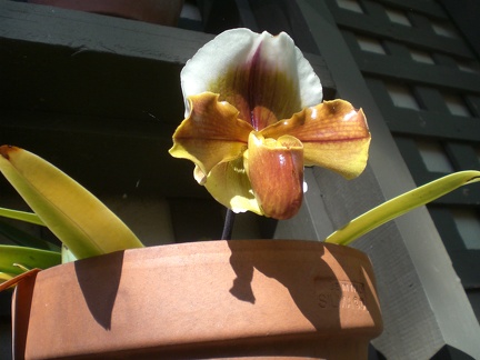 Mr. Orchid