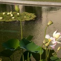 Water Lilies at Balboa Park