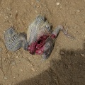 Headless Bird Corpse