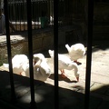 Guardian Swans