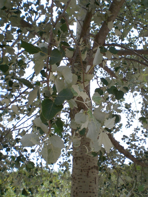 White and Green