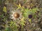 Flowers near Montserrat