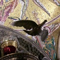 Dove