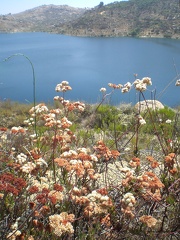 Flowers by Lake Ramona