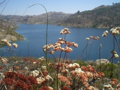 Flowers by Lake Ramona