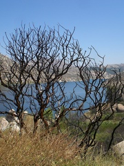 Witch Fire Damage by Lake Ramona