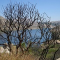 Witch Fire Damage by Lake Ramona