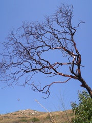 Burnt Tree