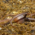 Indescribable Seaweed Horror