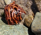 Seaweed Rock