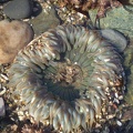 anemone