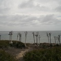 Strange Plants By The Sea