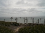 Strange Plants By The Sea