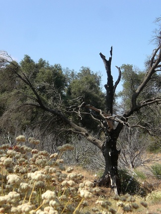 Burnt Tree and Flowers