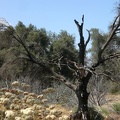 Burnt Tree and Flowers