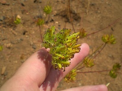 Tentacled Shrub