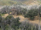 Ghost Forest