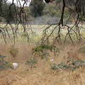 Jimson Weed Meadow