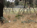 Jimson Weed Meadow