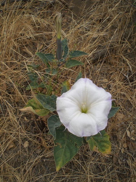 Jimson Weed