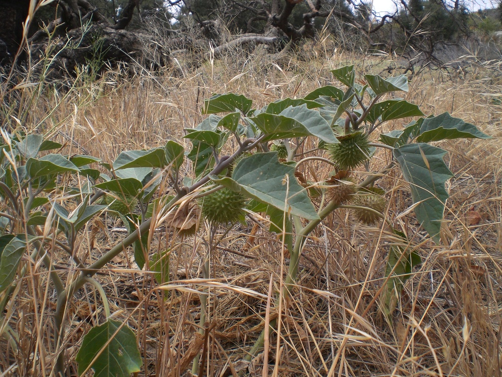 Spiky Weed