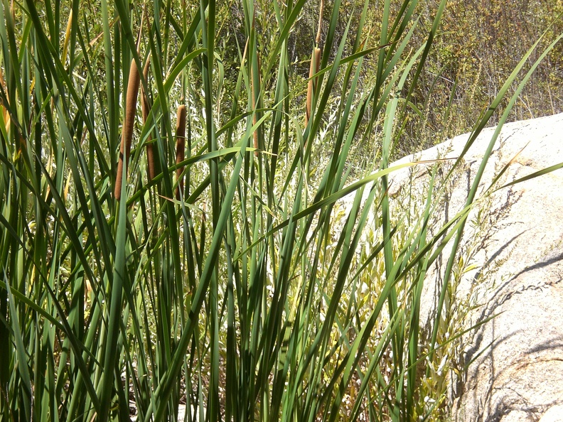 Cat Tails!