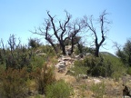 Burnt Copse