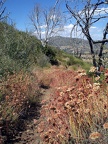 Flowered Path